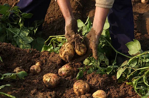 Premium Bangladesh potatoes prepared for Gulf export shipment